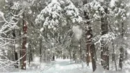 Cinemagraph. Snowfall In The Pine Forest. Stock Footage