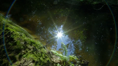 Cinemagraph - The sun reflects in small stream in the forest Stock Footage