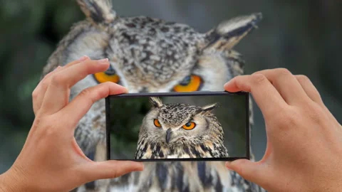 Cinemagraph of Taking Photo of Eurasian Eagle-owl (Bubo bubo) Stock Footage 92263960