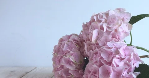 CINEMAGRAPH - water drops fall on pink hydrangea flower petals Stock Footage 88397152