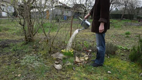 Cinemagraph with watering can Stock Footage 105826449