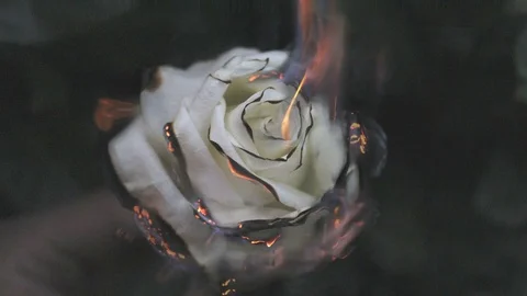 Cinemagraph of white rose on fire with flames and smoke Stock Footage