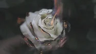 Cinemagraph Of White Rose On Fire With Flames And Smoke Stock Footage
