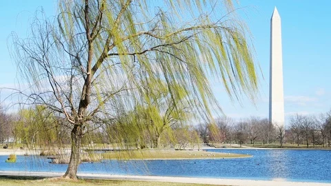 Cinemagraph of willow tree by Washington DC monument Constitution gardens Stock Footage 121064899