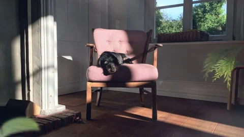 Cinemagraph of Wirehaired Pointer Dog Sleeping on Chair in Sunny Living Room 스톡 동영상 140968923