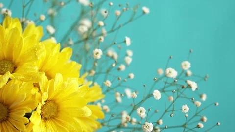 Cinemagraph of Yellow Daisies Stock Footage 70387868