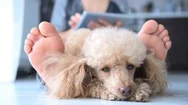 Cinemagraph -Young Woman Is Resting With A Dog On The Floor At Home . Stock Footage