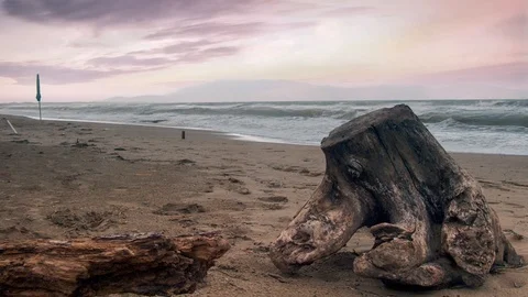Cinemagraph.Tree debris on the beach after storm 스톡 동영상 118092990