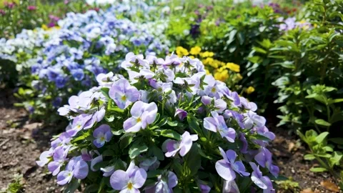 Cinematic 30 Second Close Up Small Flowers Wind Motion Japan Relaxing Stock Footage 336736683