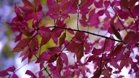 Cinematic 360 degree camera movement around vibrant pink autumn leaves Stock-Footage 340852446
