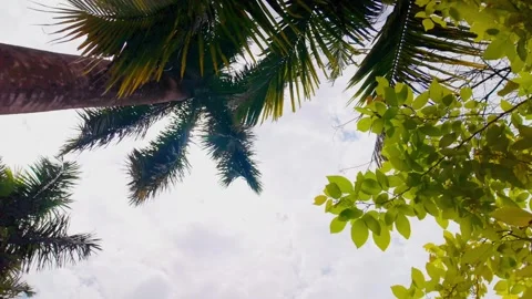 Cinematic 360 Degree Pan Around Tropical Palm Tree with Green Leaves Against Sky 動画素材 344647197