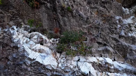 Cinematic 4K Aerial: Quick Reverse Flight from Rare Cormorant Cliff Nests Stock Footage 334328231
