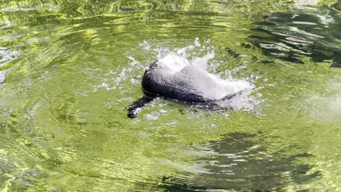 Cinematic 4K B-roll footage of penguin swimming underwater Stock Footage 202255341