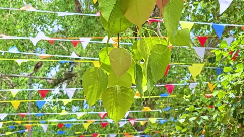 Cinematic 4K Close-Up of Bodhi Tree Leaves with Colorful Flags in Background. Stock Footage 314399644