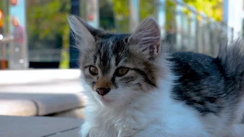 Cinematic 4K Close Up of Fluffy Kitten Observant on Street Stock Footage 327863673