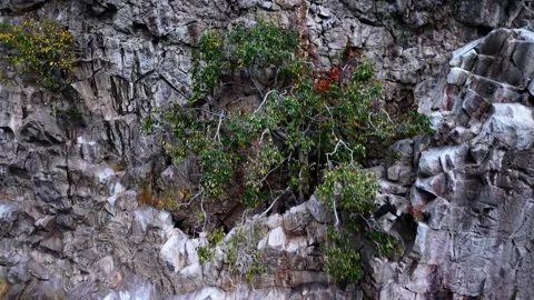 Cinematic 4K Drone View of Cormorant Birds Jumping from High Coastal Cliffs Stock Footage 334327464