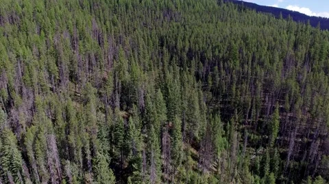 Cinematic 4K of Evergreen Forest Stock Footage 69020460