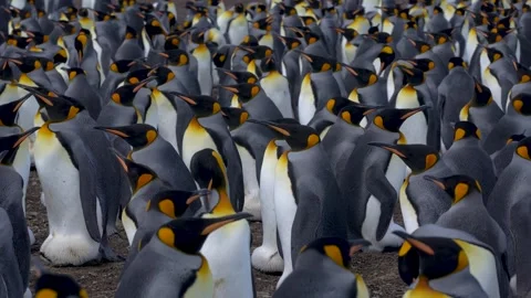 Cinematic 4K High Quality King Penguin Colony Volunteer Point Falkland Island Stock Footage 277918312
