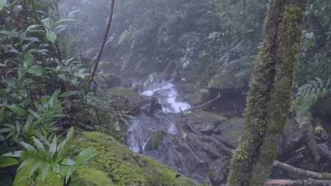 Cinematic 4K Nature: Stream Flowing Through Mossy Rocks in Misty Forest Stock Footage 343186993