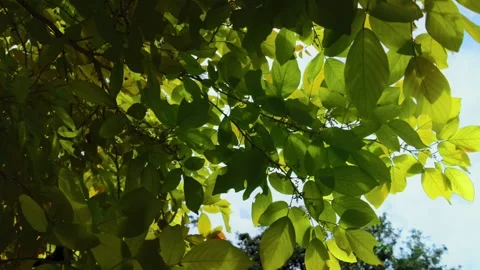 Cinematic 4k panning shot of tree from below against the blue sky 動画素材 344638569