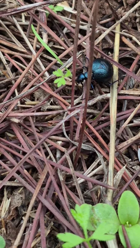 Cinematic 4K vertical macro of a small insect crawling among green pine needles Stock Footage 331632610