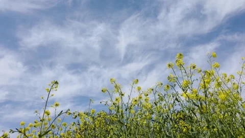 Cinematic 58s Spring Scenery Timelapse Japan Peaceful Nature Footage Stock Footage 336727878
