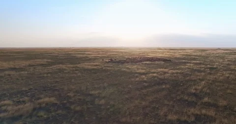 Cinematic aerial drone view of sheep in Ukrainian prairie steppe at sunset Stock Footage 106905886