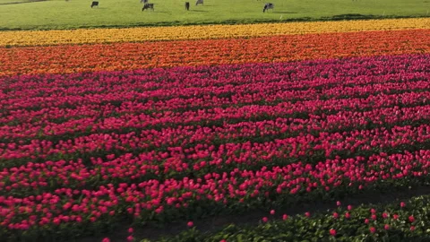 Cinematic aerial flight above a patchwork of tulips, Lisse, Netherlands Stock-Footage 332521853