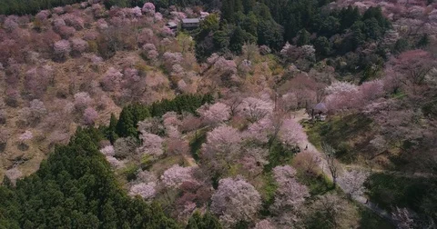Cinematic aerial footage of cherry blossoms in full bloom at Mount Yoshino, Nara Stock Footage