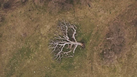 Cinematic Aerial Landscape | Fallen Oak Tree California | Drone 4K Stock Footage