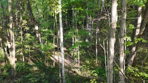 Cinematic Aerial Pull In Through Dense Forest Near Barrie Ontario Stock Footage 318197395