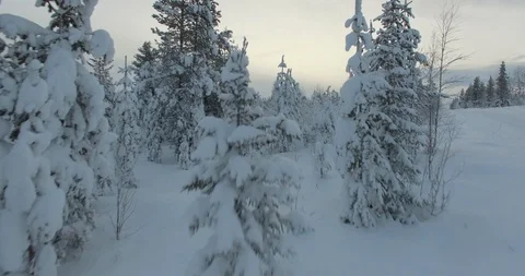 Cinematic aerial shot of a pine forest covered in snow Stock Footage 127058053