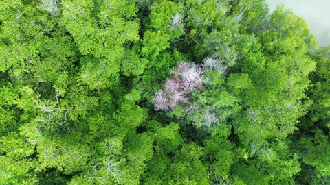 Cinematic Aerial Top Down View Lush Mang... | Stock Video | Pond5