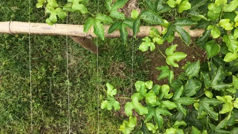 Cinematic Aerial Top-Down View of Passion Fruit Farm in South Asia Stock Footage 333841542