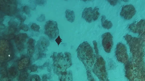 Cinematic Aerial View Manta Rays Swimming Diamond Beach Nusa Penida Vidéo 342171083