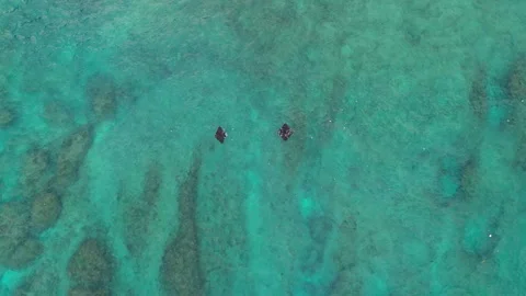 Cinematic Aerial View Manta Rays Swimming Diamond Beach Nusa Penida 動画素材 342172013