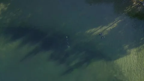 Cinematic Aerial View of Multiple Divers Swimming in Clear Blue Waters - 4K Video stock 288879809
