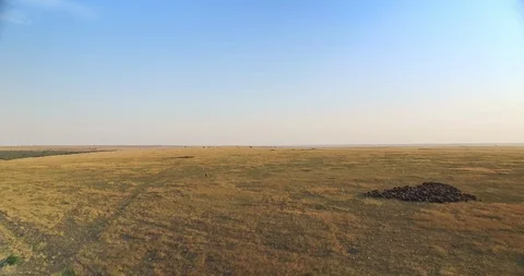 Cinematic aerial view of single tree in the field at sunset Stock Footage 106904175