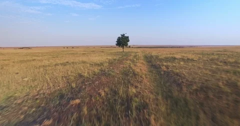 Cinematic aerial view of a single tree in the prairie at golder hour sunset Stock Footage 107654482