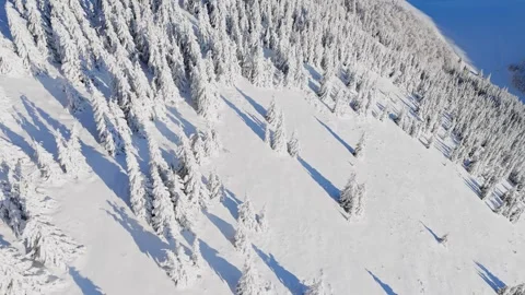 Cinematic aerial view tilting down to frozen spruce forest on snowy mountain Stock Footage 327594776