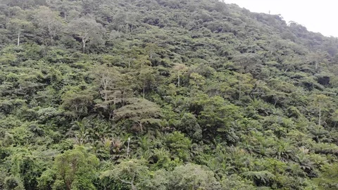 Cinematic African Forest Stock Footage 117368900