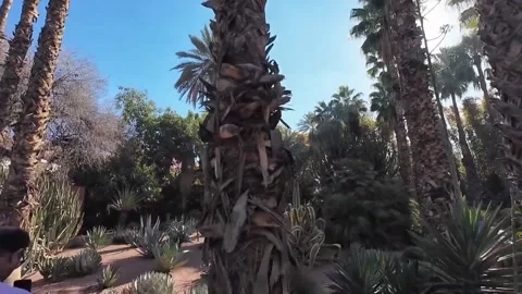 Cinematic Agave and Palm Trees in Jardin Majorelle Morocco Stock Footage 335760937