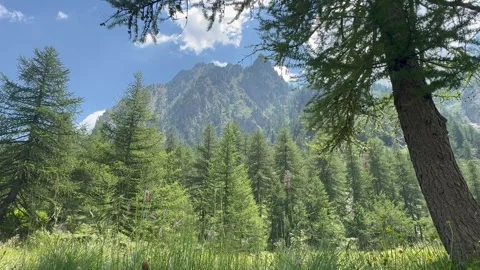 Cinematic Alpine Mountain Meadow Surrounded by Rocky Peaks. 库存影片 338303145