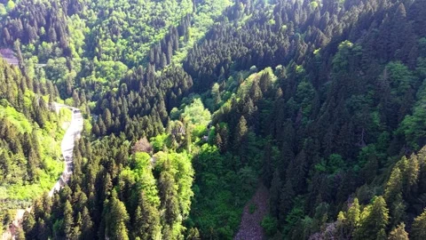 Cinematic Approach Toward a Vast Emerald Forest Landscape Stock-Footage 340430452