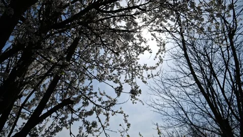 Cinematic Apricot Tree in Backlight – Blossoms with Bees 4K Stockbeeldmateriaal 320170632