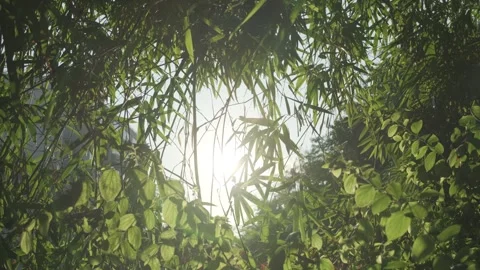 Cinematic B-roll: Backlit Bamboo and Lush Foliage with Dramatic Light Effects Stock Footage 318174365