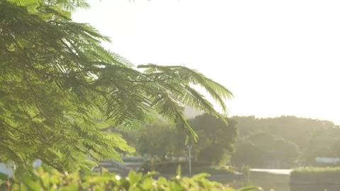 Cinematic B-roll: Backlit Foliage and Lake Reflecting the Warm Sunset Glow Stock-Footage 318176026