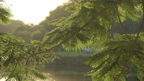 Cinematic B-roll: Backlit Foliage and Lake Reflecting the Warm Sunset Glow Stock Footage 318176414