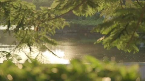 Cinematic B-roll: Backlit Foliage and Lake Reflecting the Warm Sunset Glow Stock Footage 318178070