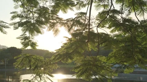 Cinematic B-roll: Backlit Foliage and Lake Reflecting the Warm Sunset Glow Stock Footage 318178880